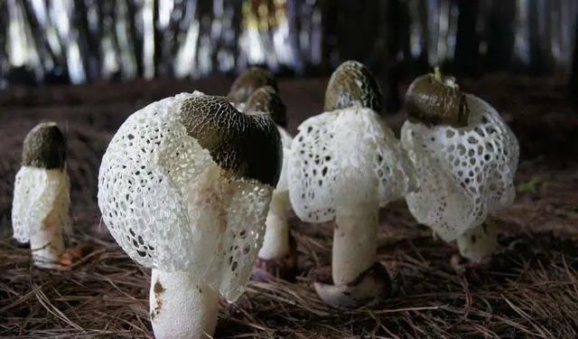 富硒大米的硒是元素（富硒大米硒含量）-硒宝网