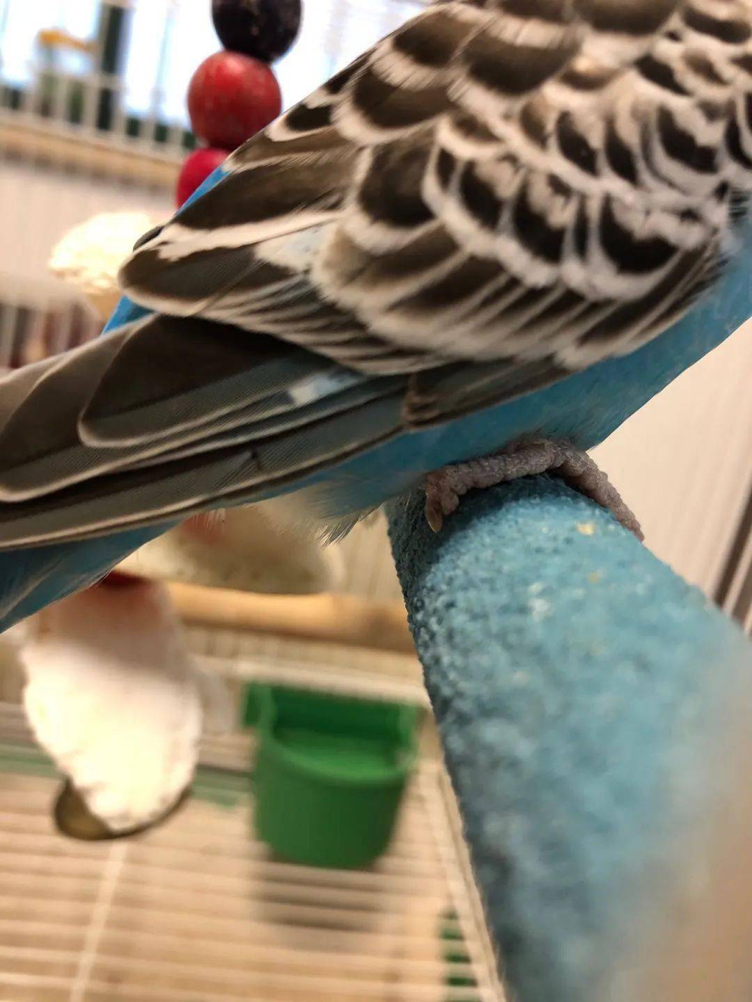 鹦鹉吃什么补钙（鹦鹉补钙吃什么蔬菜）-硒宝网