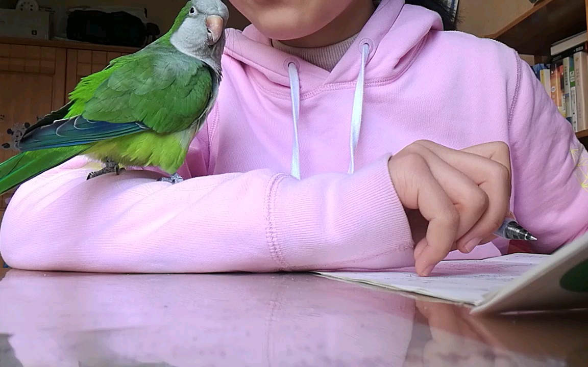 鹦鹉吃什么补钙(鹦鹉补钙吃什么)-硒宝网