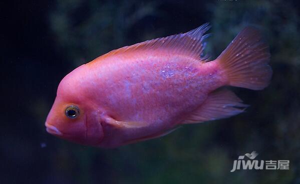 鹦鹉吃什么补钙(鹦鹉补钙吃什么)-硒宝网