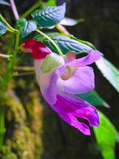 鹦鹉吃什么补钙(鹦鹉补钙吃什么)-硒宝网