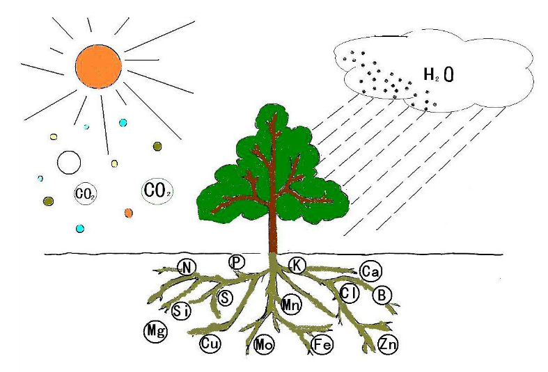 大人可以查微量元素吗(大人查微量元素可以不挂号吗)-硒宝网