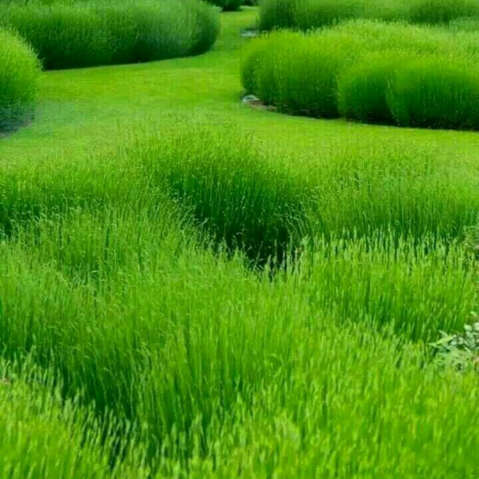 大人可以查微量元素吗(大人查微量元素可以不挂号吗)-硒宝网