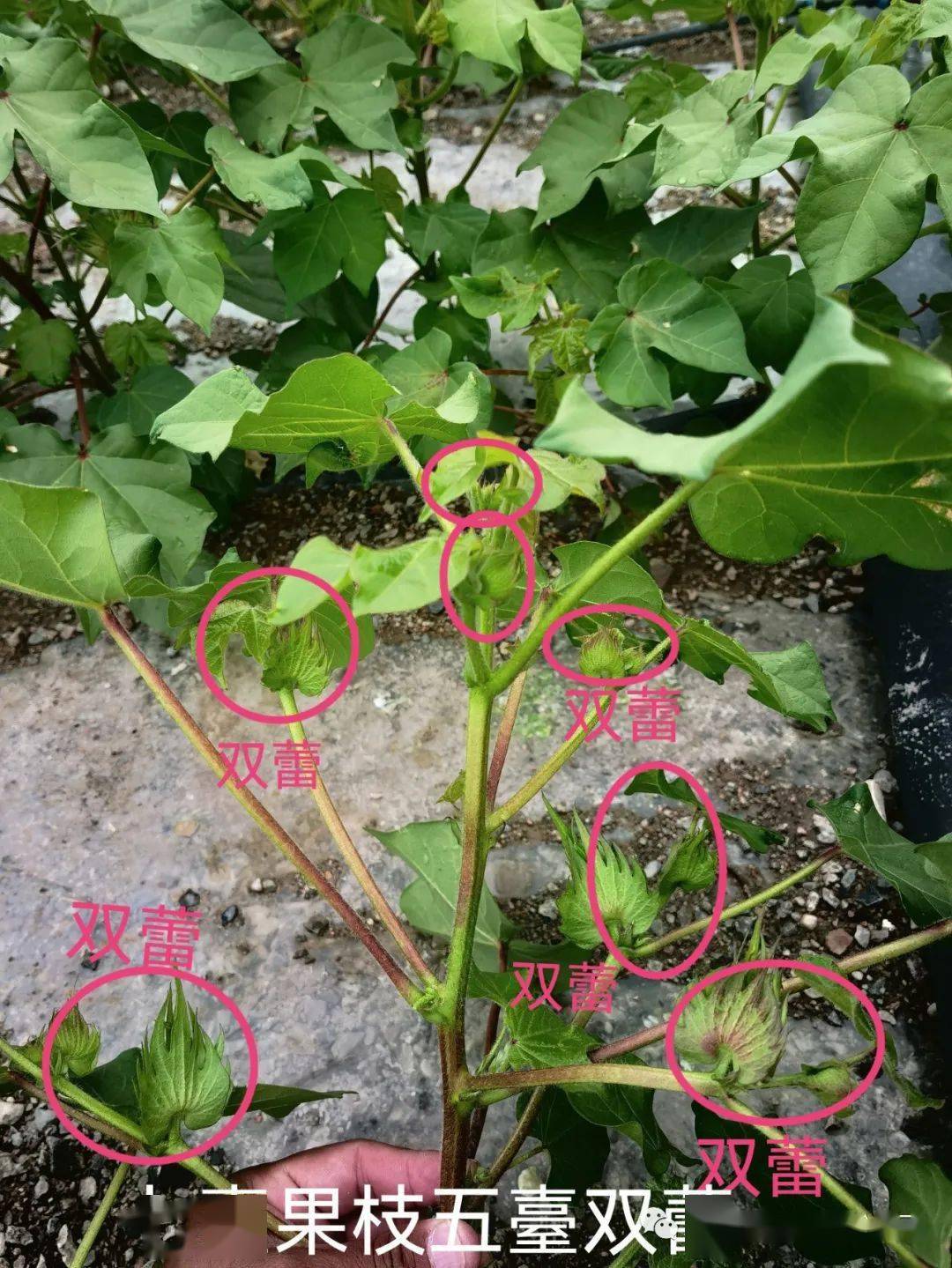 大人可以查微量元素吗(大人查微量元素可以不挂号吗)-硒宝网