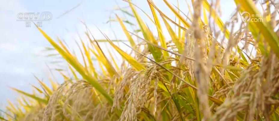 富硒大米香飘丰收节（丰收的大米）-硒宝网