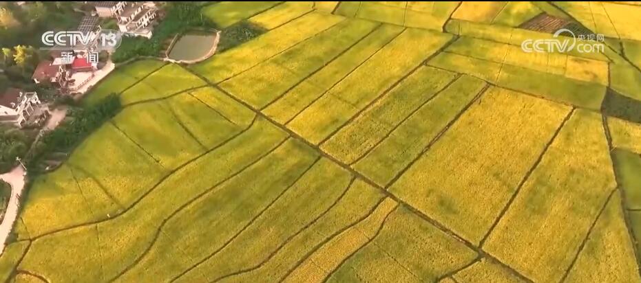 富硒大米香飘丰收节（丰收的大米）-硒宝网