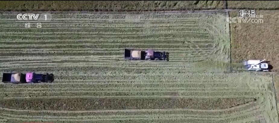 富硒大米香飘丰收节（丰收的大米）-硒宝网