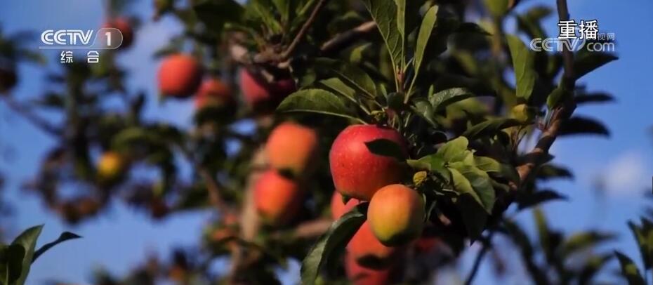 富硒大米香飘丰收节（丰收的大米）-硒宝网