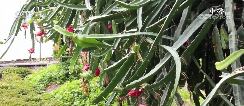 富硒大米香飘丰收节（丰收的大米）-硒宝网