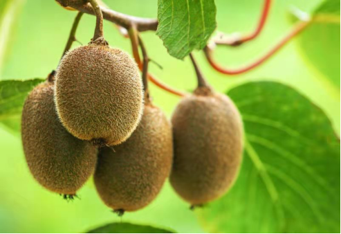 补锌吃什么水果(吃水果补锌吗)-硒宝网