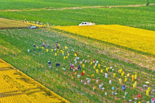试种富硒大米的机器(富硒大米生产技术)-硒宝网