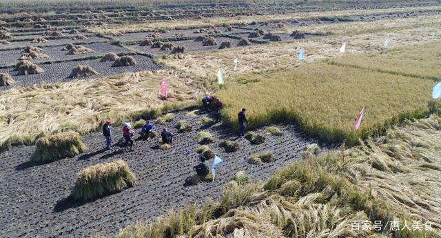 富硒大米什么标准好(大米的富硒标准)-硒宝网