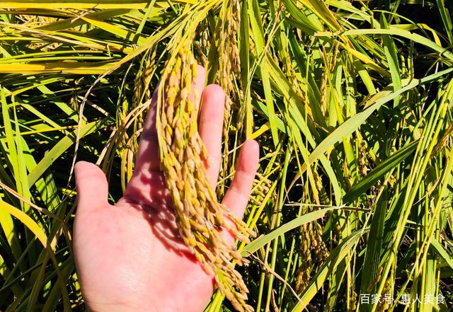 富硒大米什么标准好(大米的富硒标准)-硒宝网