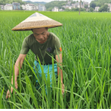 泸溪富硒大米好吃吗（富硒大米好在哪）-硒宝网