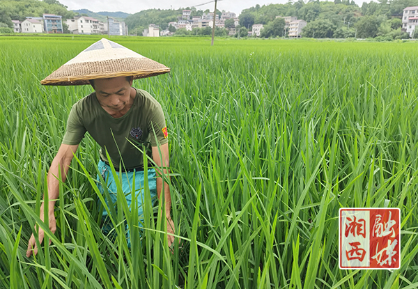 泸溪富硒大米好吃吗（富硒大米好在哪）-硒宝网