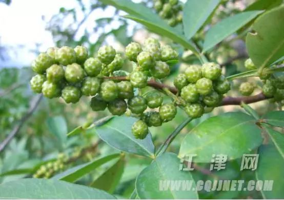 江津种植的富硒大米（富硒大米种植技术）-硒宝网