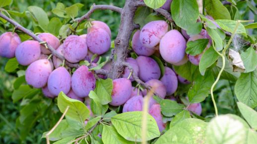 补铁效果好的药（补铁的药难吃吗）-硒宝网