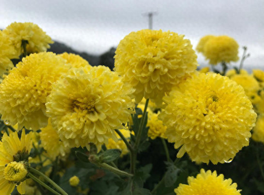 江西宜春获富硒大米(宜春富硒大米产地)-硒宝网