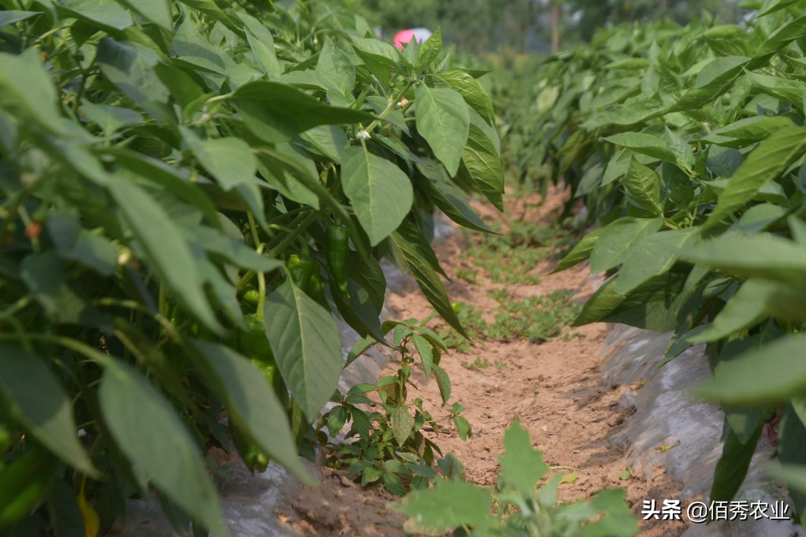 钙属于微量元素吗（钙微量元素属于什么检查）-硒宝网