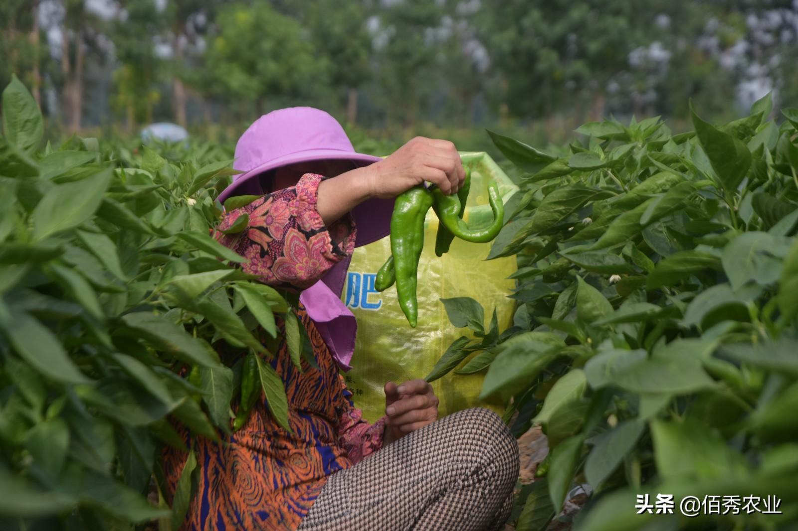 钙属于微量元素吗（钙微量元素属于什么检查）-硒宝网