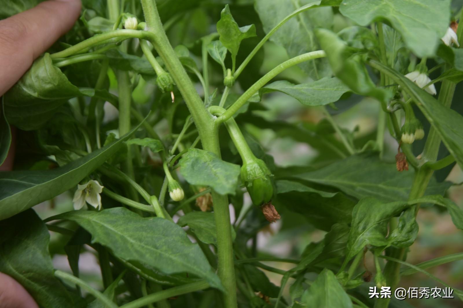 钙属于微量元素吗（钙微量元素属于什么检查）-硒宝网