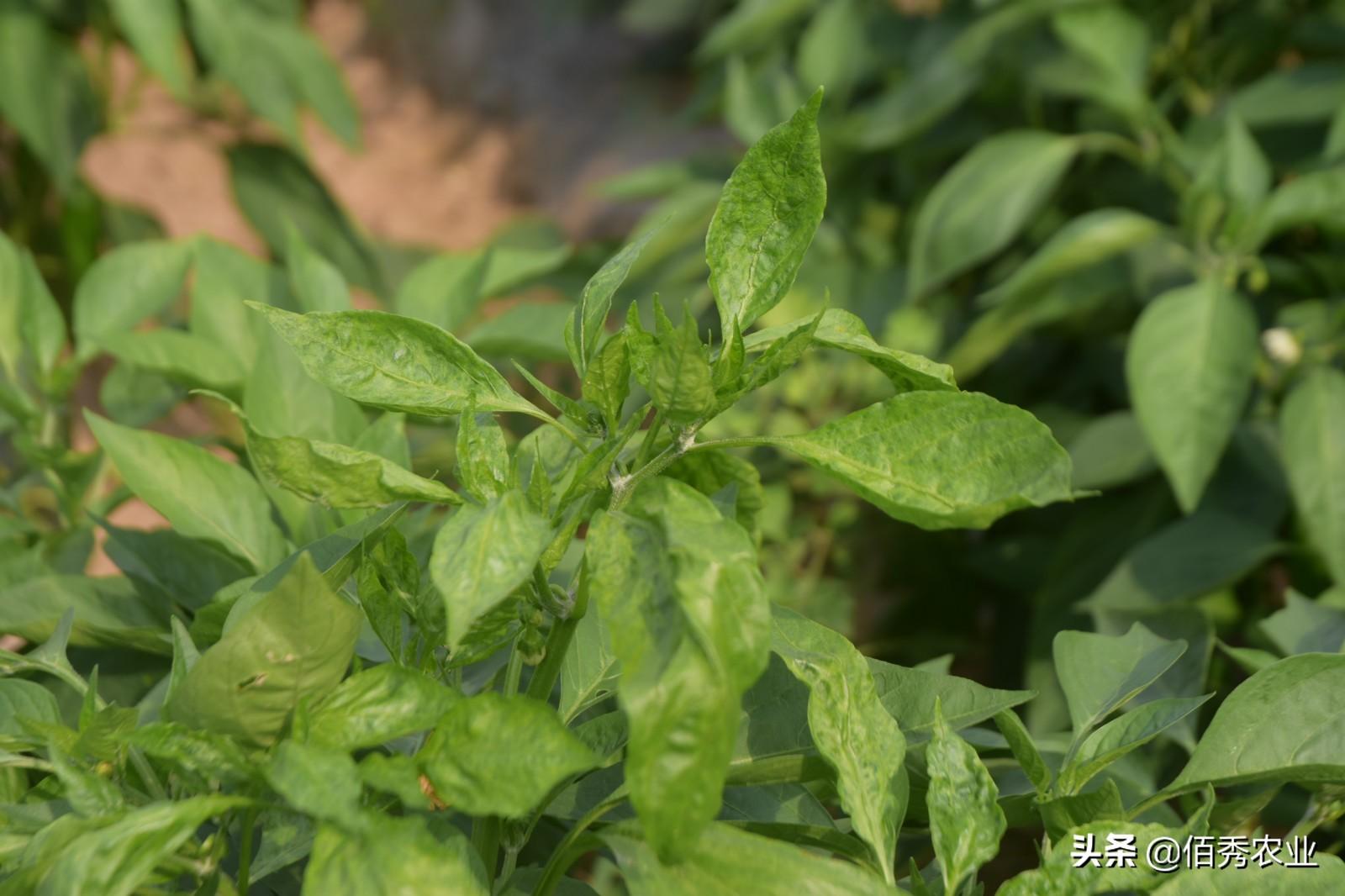 钙属于微量元素吗（钙微量元素属于什么检查）-硒宝网