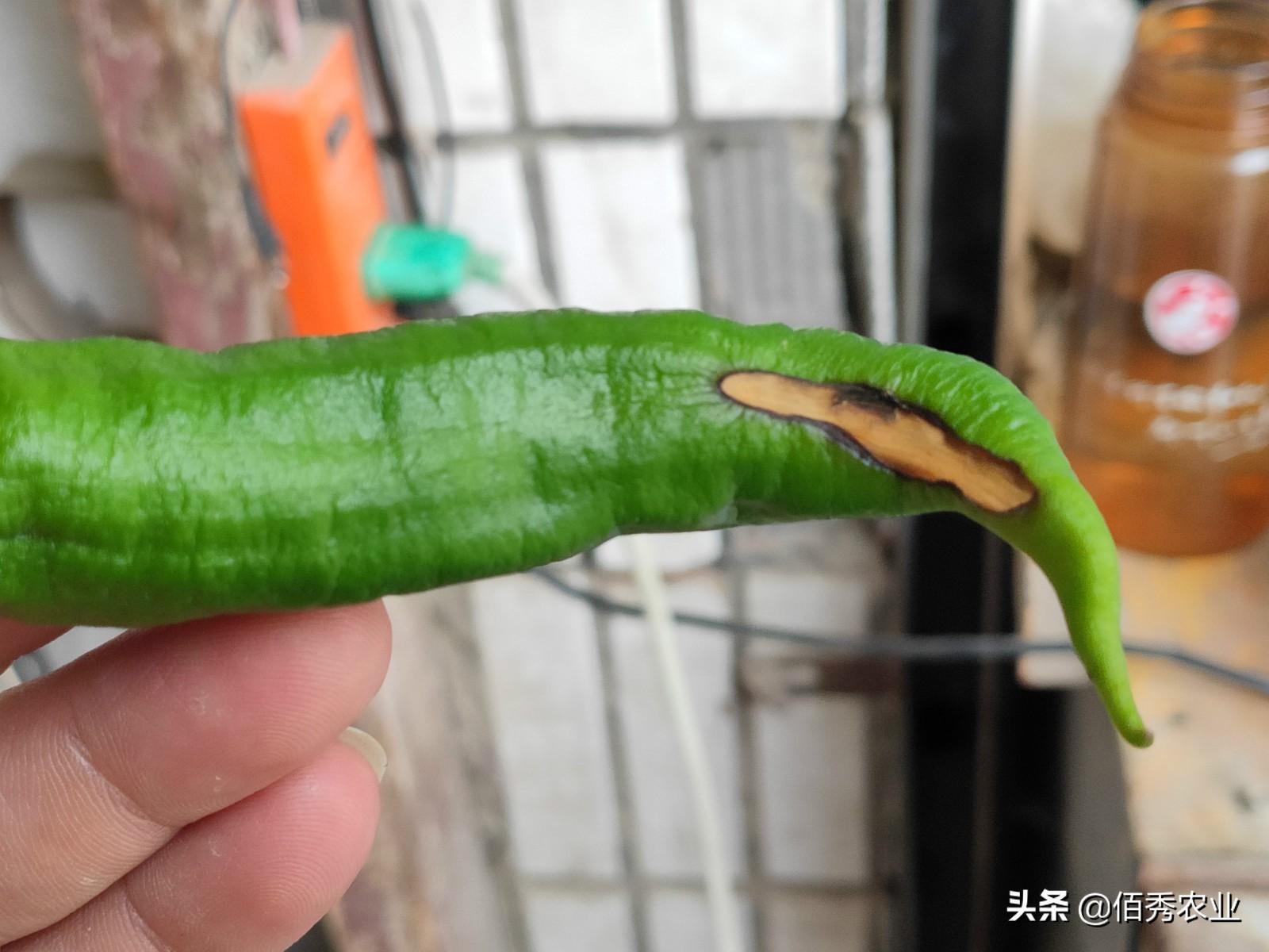 钙属于微量元素吗（钙微量元素属于什么检查）-硒宝网