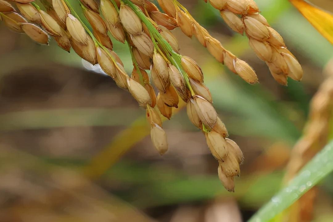 富硒大米煮着有味道(富硒大米为什么有味道)-硒宝网