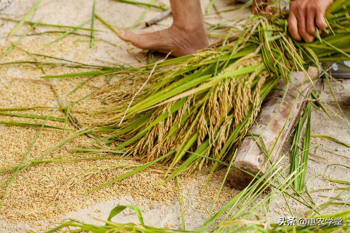 富硒大米的收购价格（富硒大米批发）-硒宝网