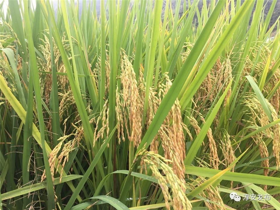 千岛湖富硒大米价格(千岛湖鱼米之乡)-硒宝网