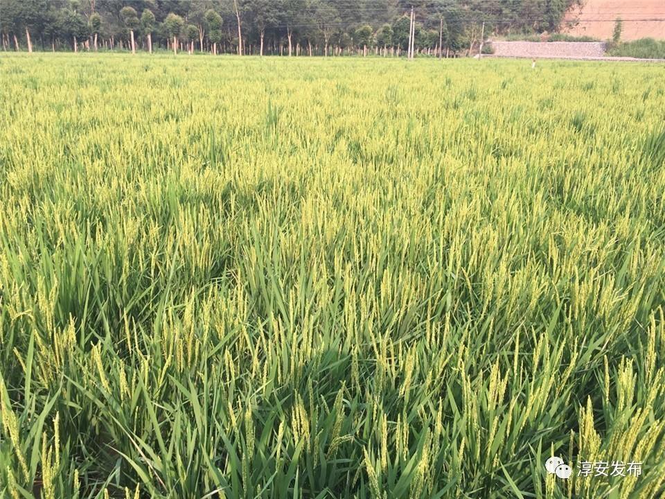 千岛湖富硒大米价格(千岛湖鱼米之乡)-硒宝网