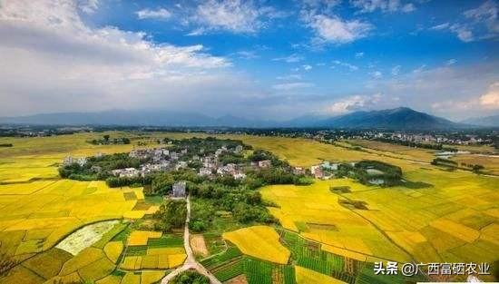 一级富硒大米多少钱(大米富硒标准)-硒宝网