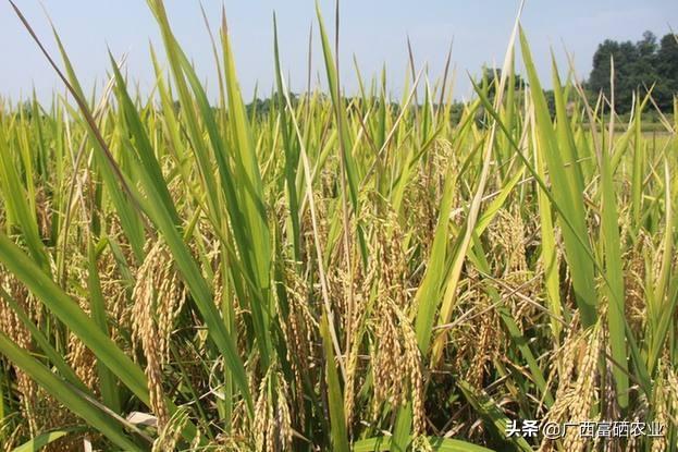 一级富硒大米多少钱(大米富硒标准)-硒宝网