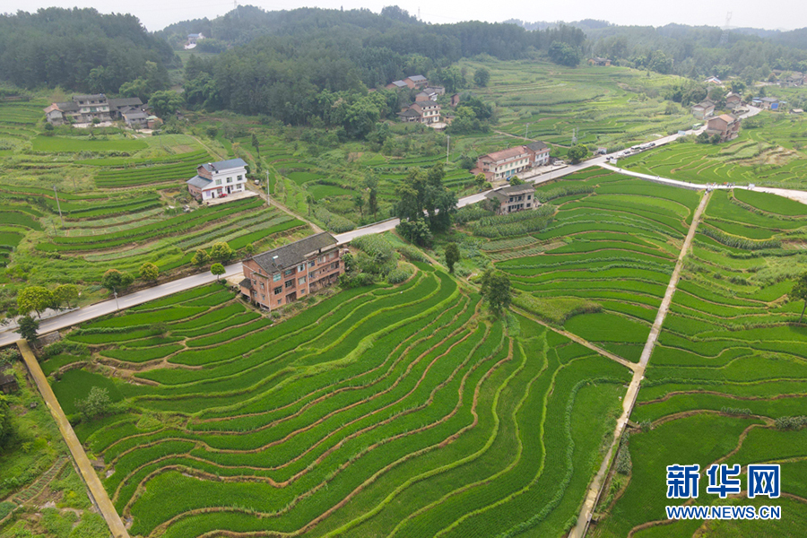 大山第一村富硒大米(大山村富硒米多少钱一斤)-硒宝网