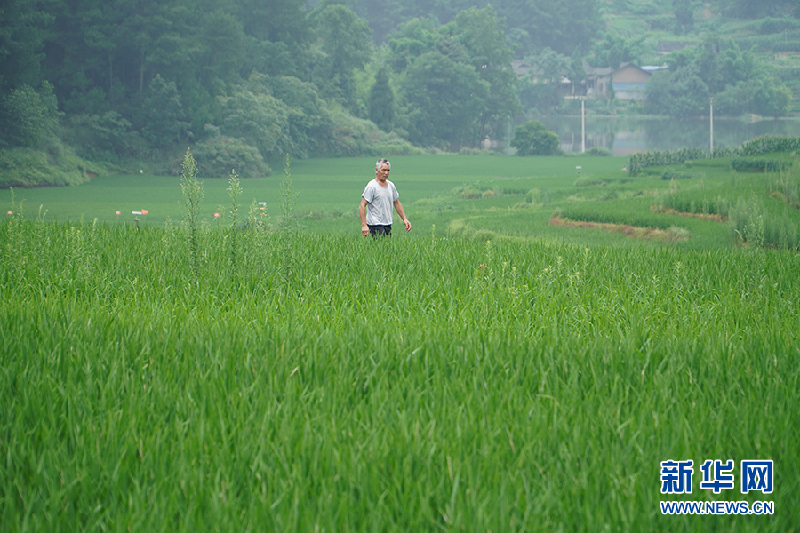 大山第一村富硒大米(大山村富硒米多少钱一斤)-硒宝网