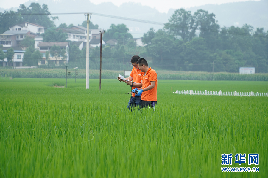 大山第一村富硒大米(大山村富硒米多少钱一斤)-硒宝网