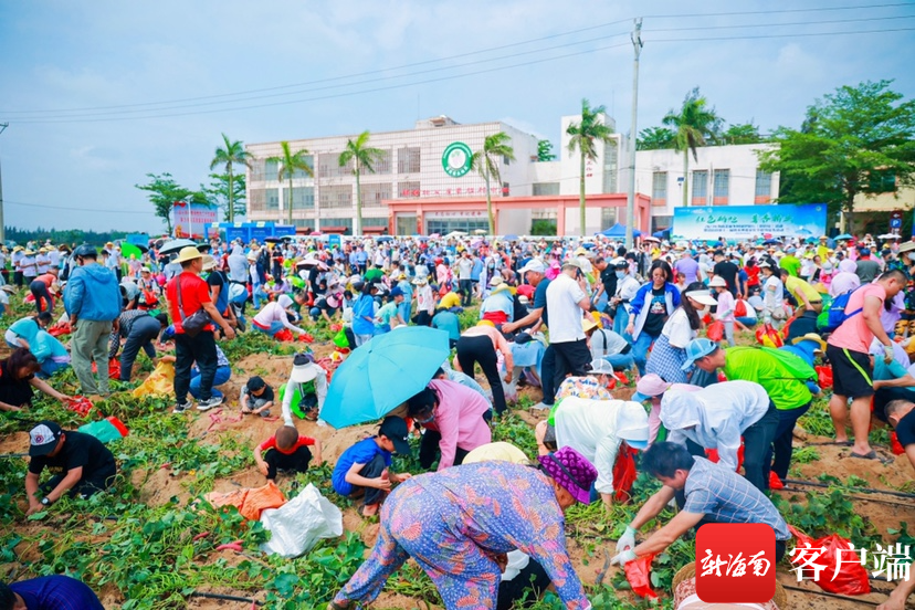 海南桥头地瓜 富硒(海南桥头富硒地瓜好吃吗)-硒宝网