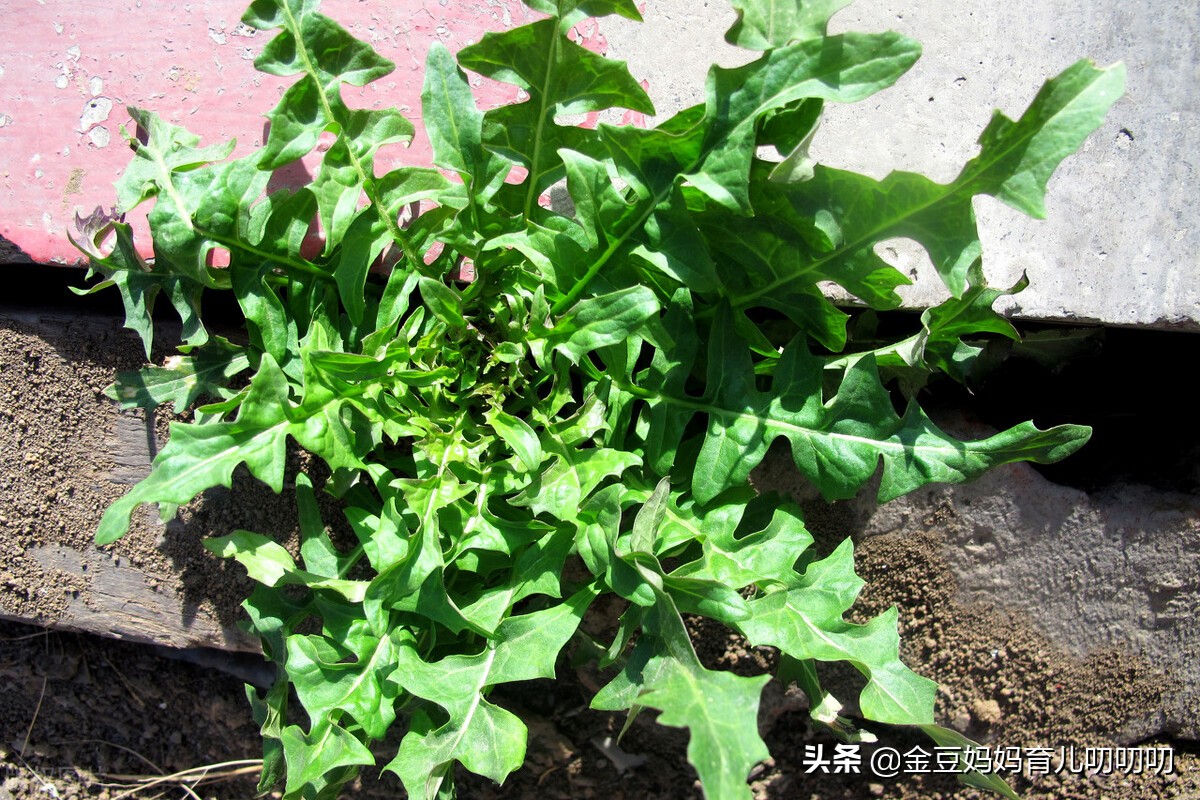 胡萝卜补钙吗（胡萝卜钙片）-硒宝网