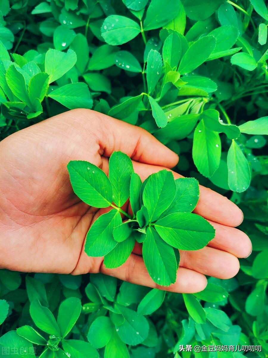 胡萝卜补钙吗（胡萝卜钙片）-硒宝网