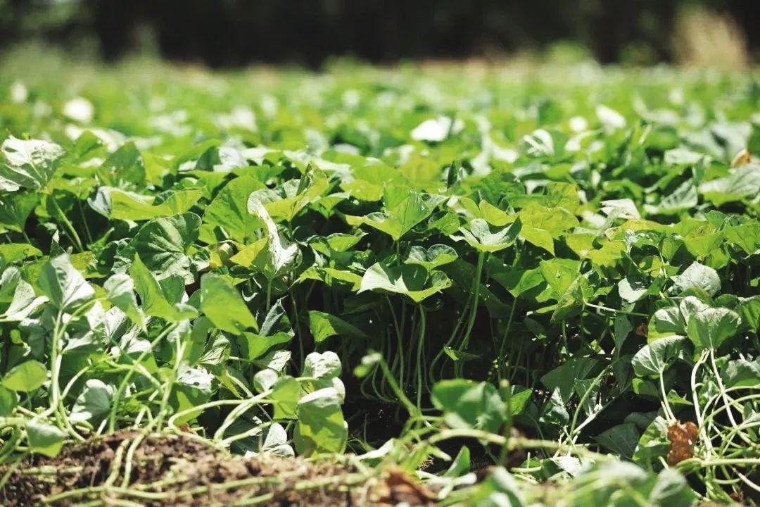 富硒地瓜可以拔丝吗(地瓜富硒拔丝可以直接吃吗)-硒宝网