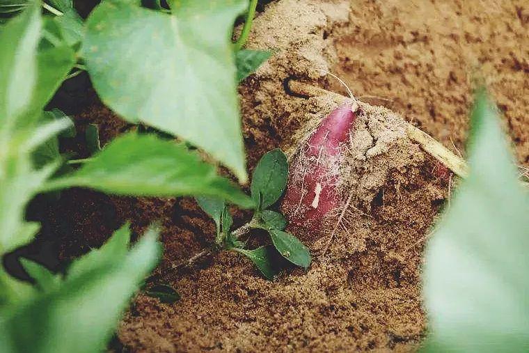 富硒地瓜可以拔丝吗(地瓜富硒拔丝可以直接吃吗)-硒宝网