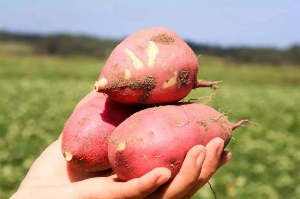 富硒地瓜可以拔丝吗(地瓜富硒拔丝可以放多久)-硒宝网