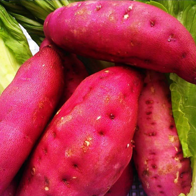 富硒地瓜可以拔丝吗(地瓜富硒拔丝可以放多久)-硒宝网