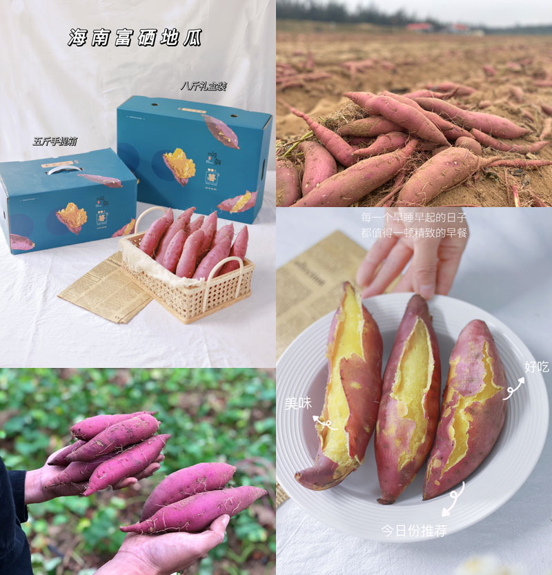 海南富硒桥头地瓜苗（海南桥头地瓜营养）-硒宝网