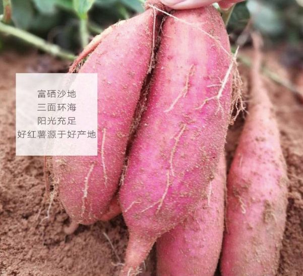 富硒地瓜怎么那么甜(富硒地瓜有什么好处)-硒宝网