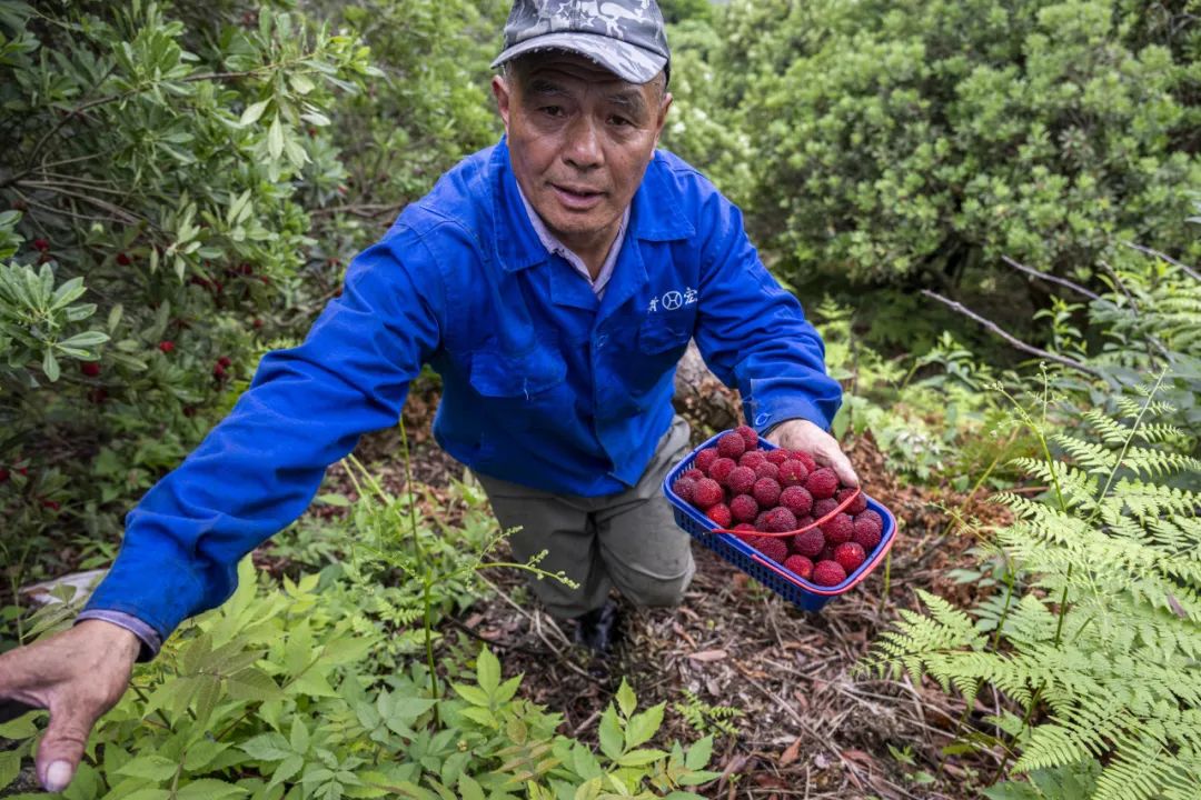 淄川富硒地瓜哪里产（富硒地瓜多少钱一斤）-硒宝网