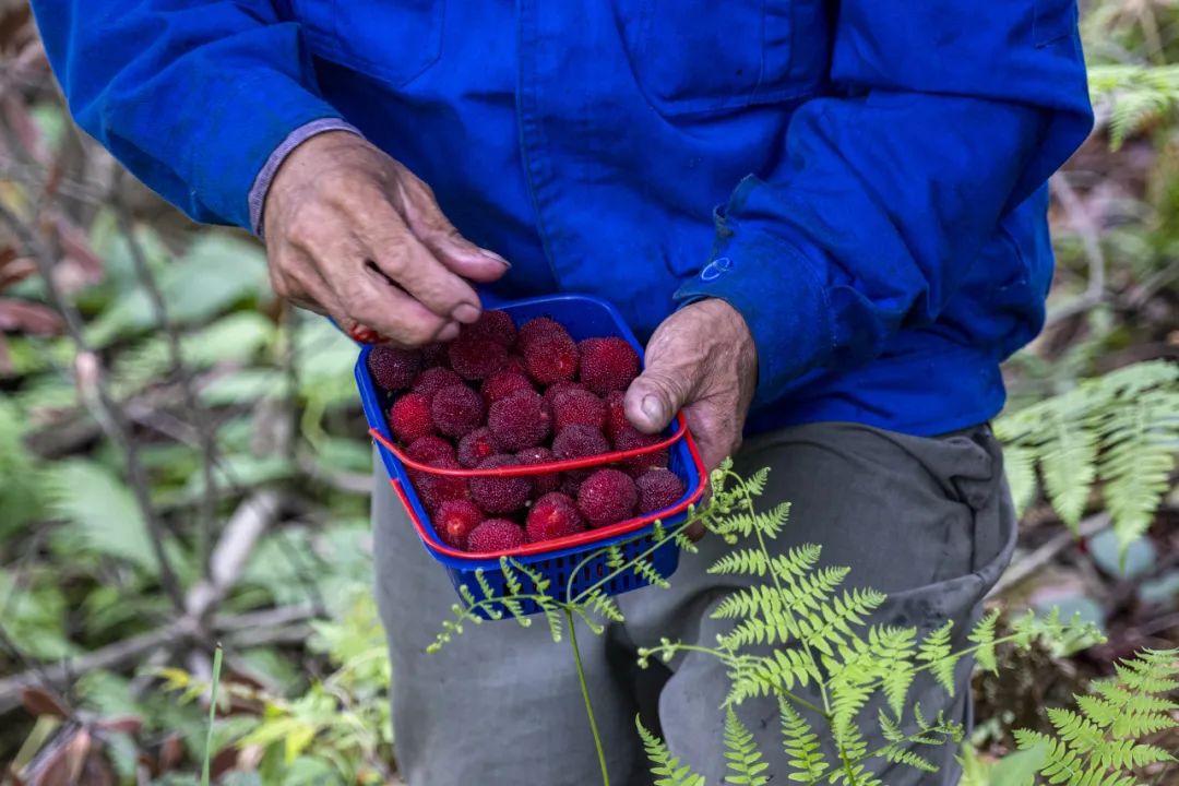 淄川富硒地瓜哪里产（富硒地瓜多少钱一斤）-硒宝网
