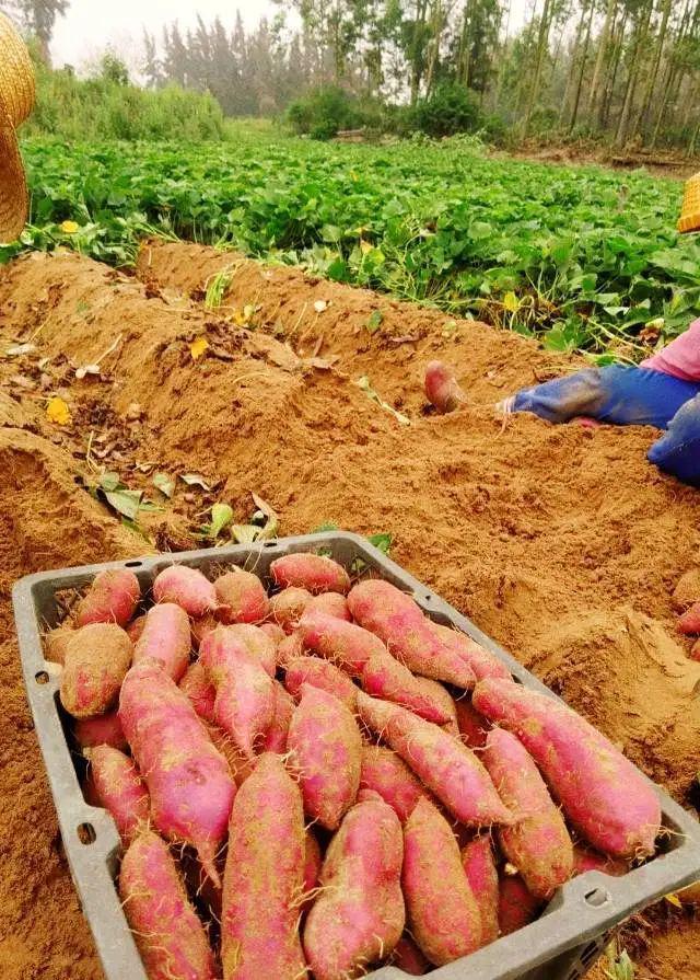 澄迈富硒地瓜的作用(富硒地瓜的功效)-硒宝网