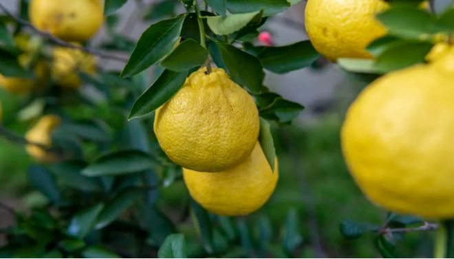 澄迈富硒地瓜的作用(富硒地瓜的功效)-硒宝网