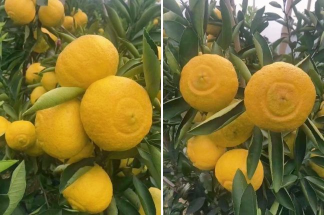 澄迈富硒地瓜的作用(富硒地瓜的功效)-硒宝网